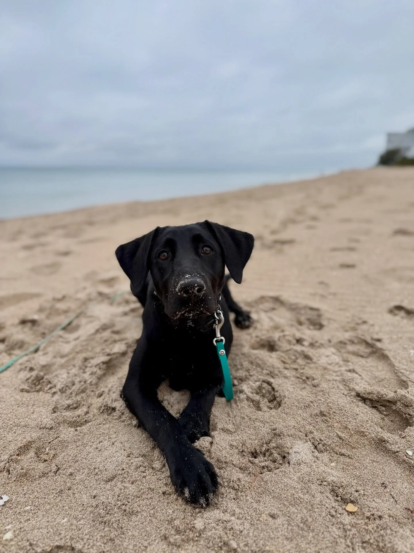 A few moments from Dixie &amp; Taz&rsquo;s board &amp; trains 💚

These two came in a bit of a hot mess😅 both dogs needing clarity and structure&mdash;Dixie, an unruly and pushy lab puppy, and Taz, working through reactivity both in and out of the h
