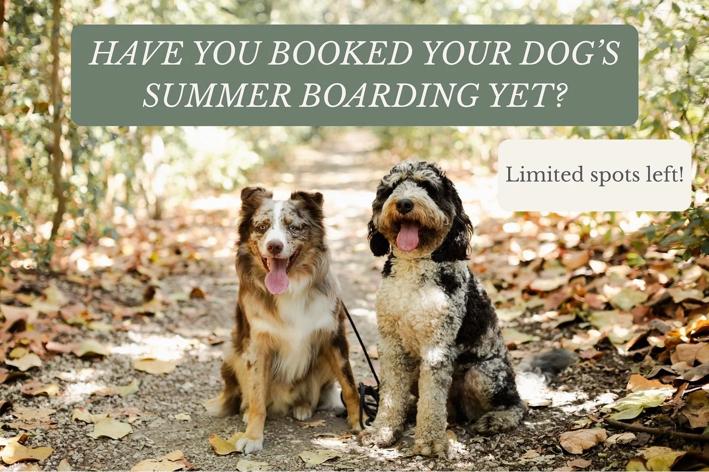 We are almost completely booked for May- July! One opening left for Board &amp; Train beginning of July, &amp; limited availability for Overnight Boarding in July. Please reach out to make a reservation for your dog&rsquo;s stay🤍