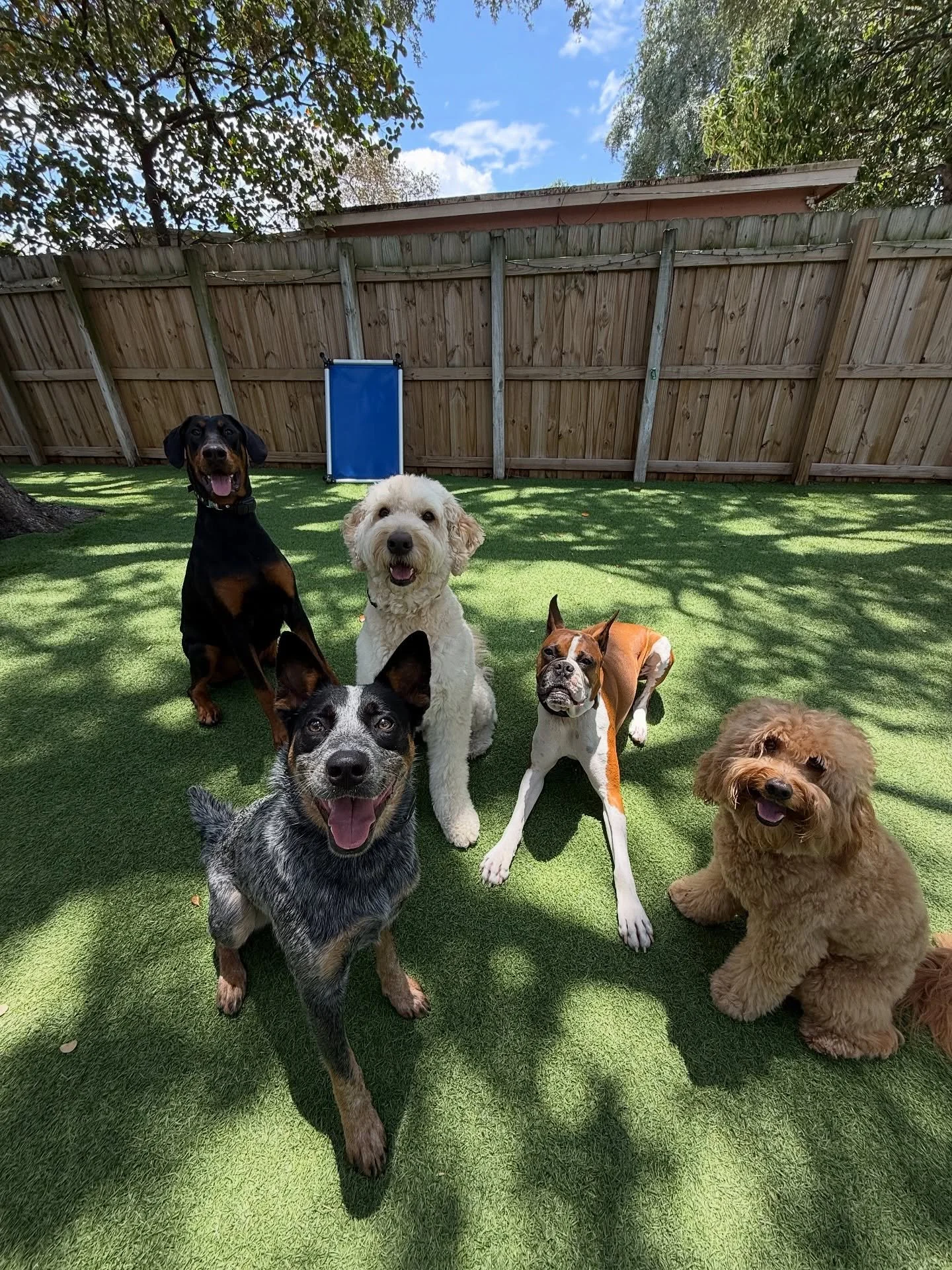 I took a hiatus from social media over May, but I wanted to share some moments from Nyx, Bear, &amp; Chester&rsquo;s three week board and trains💛

These three were honestly a dream to work with. All so sweet, friendly, &amp; goofy&ndash; just needin
