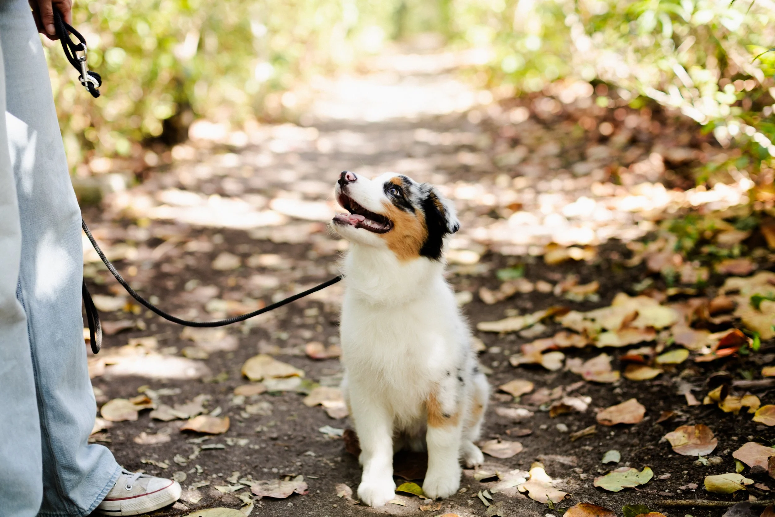 A person in jeans and sneakers holding a leash attached to a happy Australian Shepherd puppy sitting on a dirt path surrounded by fallen leaves in a wooded area.