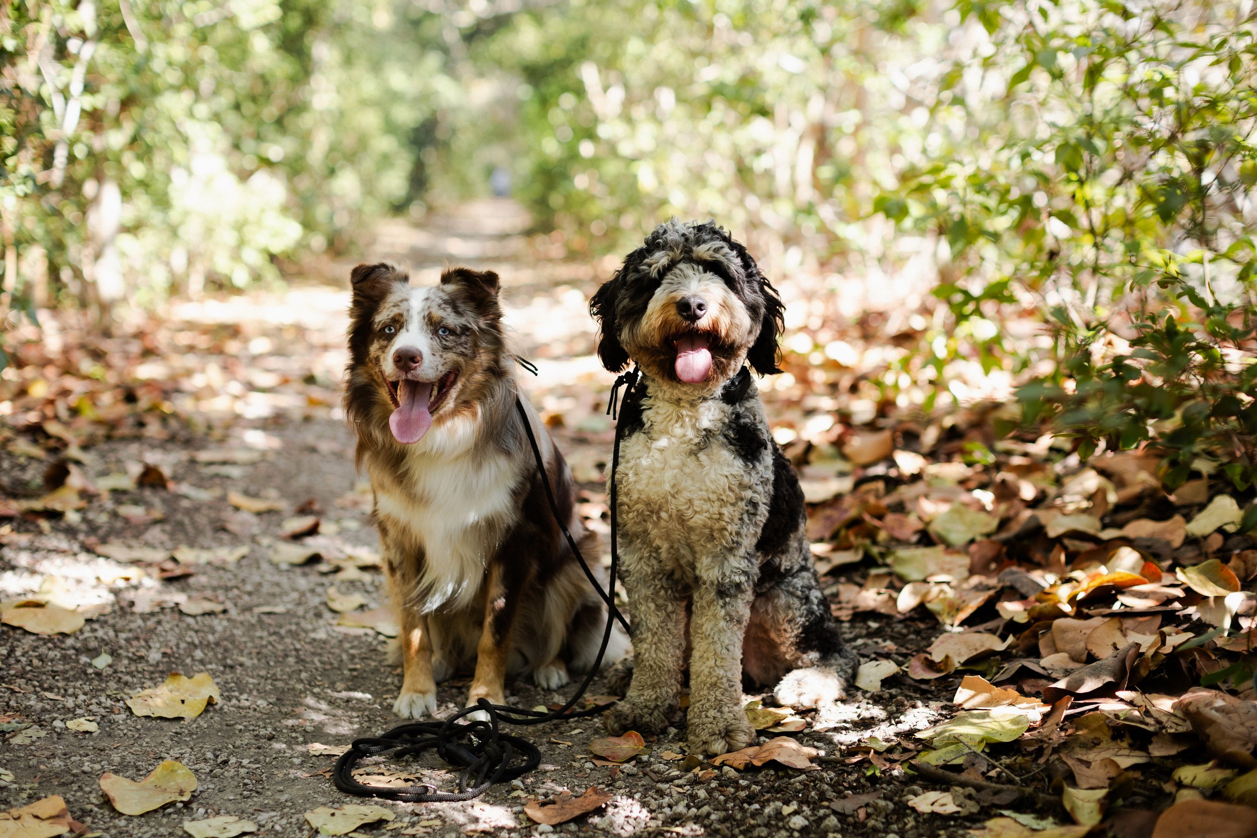 Two dogs sitting on a wooded trail with fallen leaves, surrounded by trees and foliage.