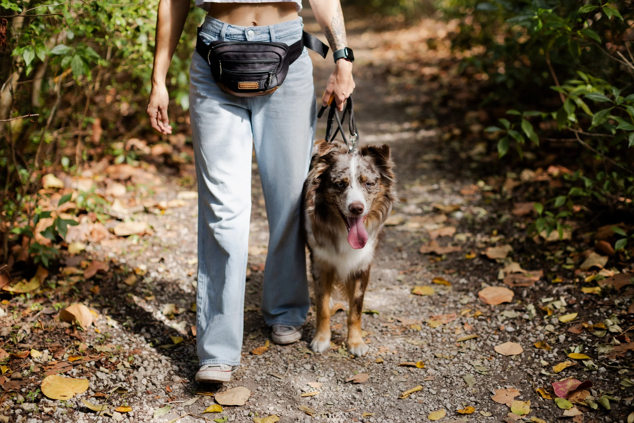 A person walking on a trail in the woods with a brown and white Australian Shepherd dog. The person is wearing light blue jeans, a crop top, and a fanny pack, with a watch on their left wrist. The dog is on a leash with its tongue out.