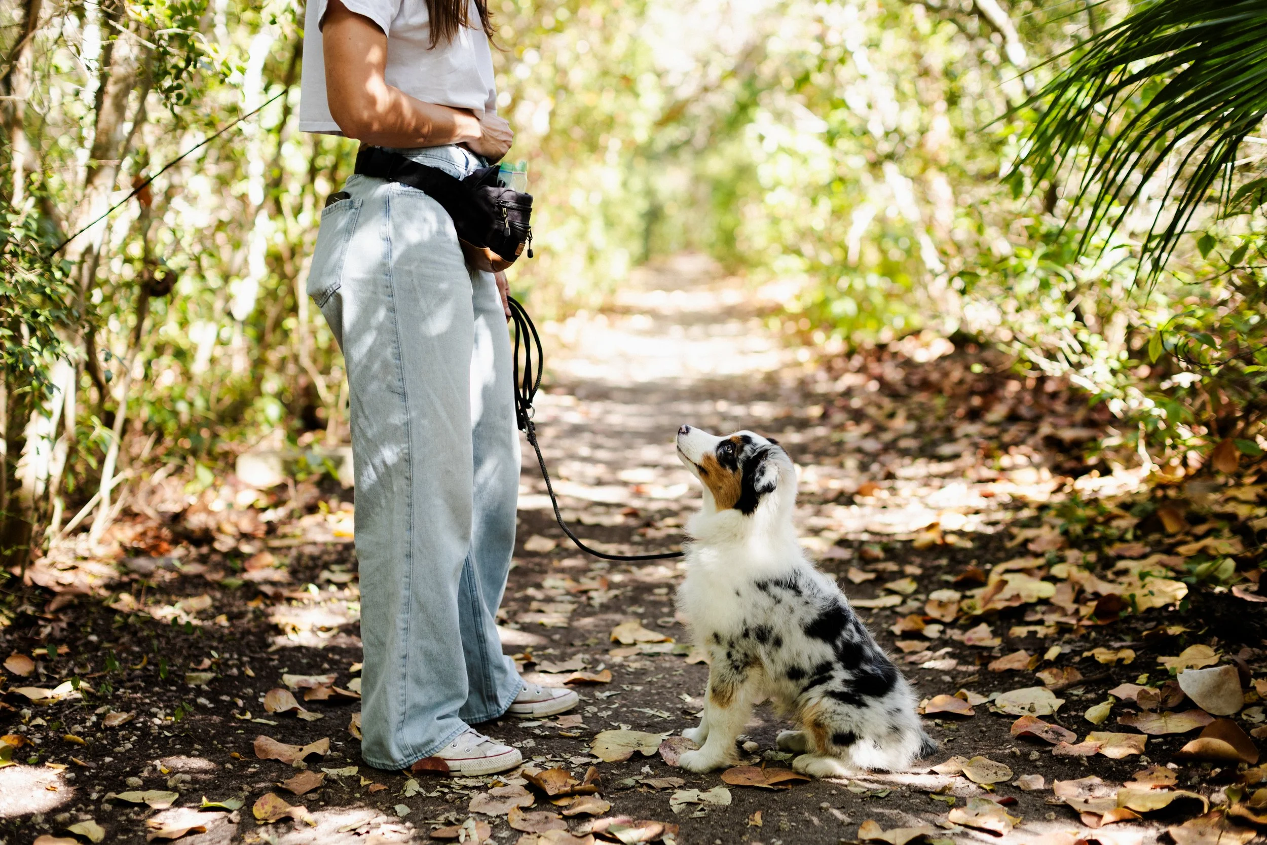 Person in casual clothing holding a leash attached to an Australian Shepherd puppy on a forest trail.