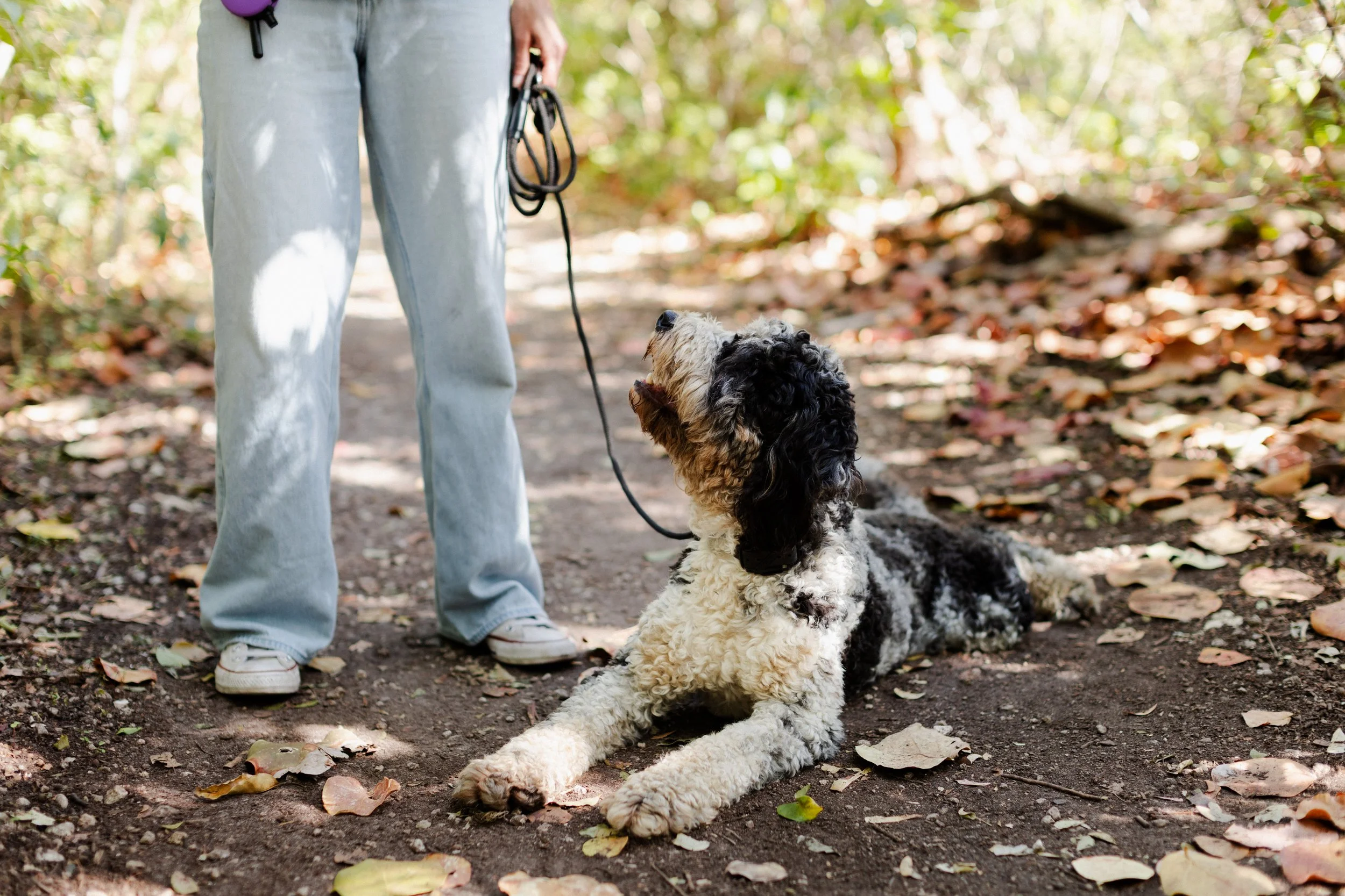 A person standing outdoors on a dirt path with a black and white curly-coated dog lying down and looking up at them, surrounded by fallen leaves and greenery.