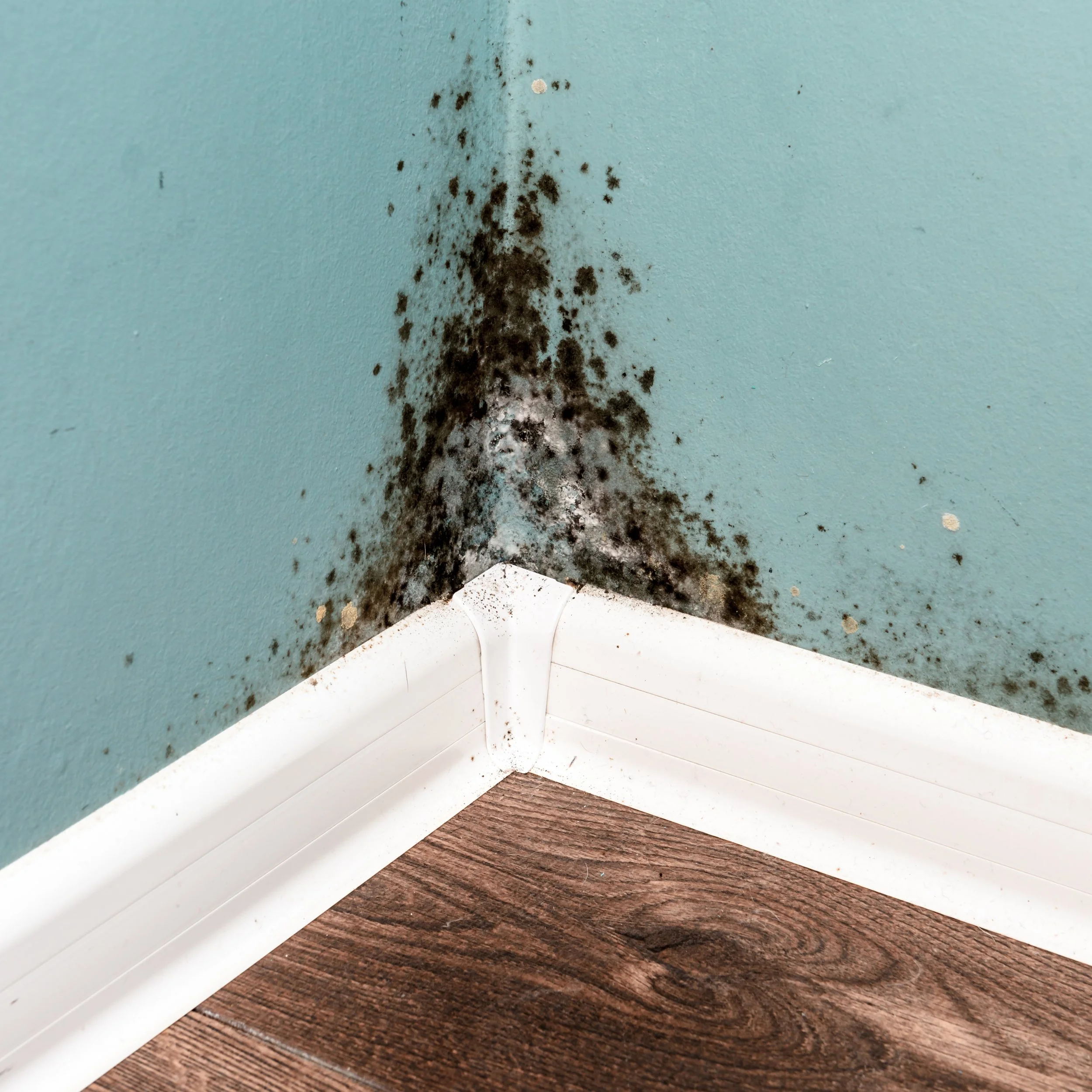 Mold growing in the corner of a wall and baseboard.