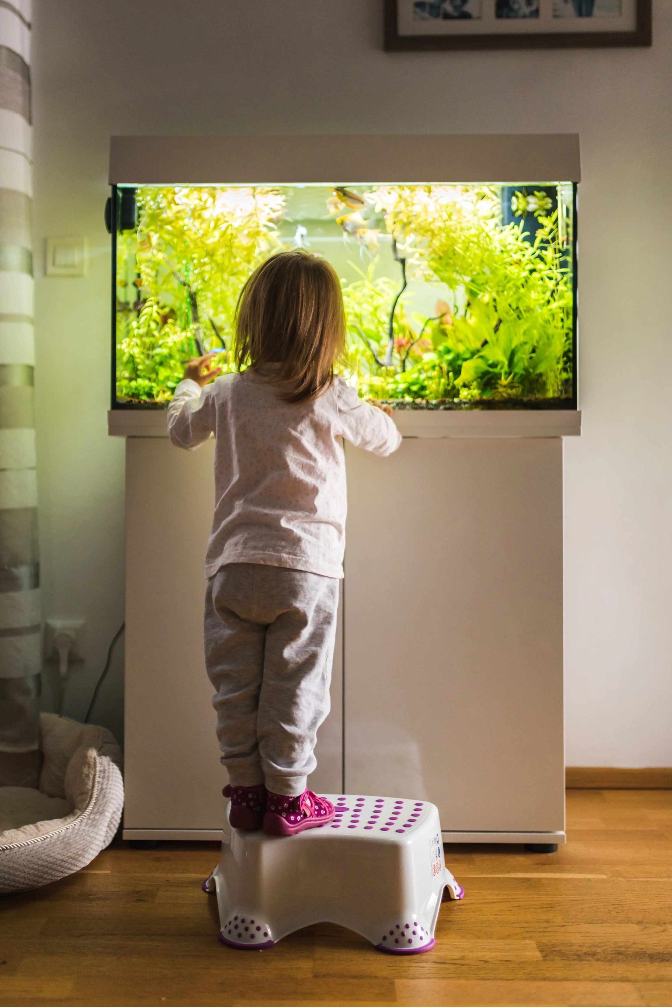 A young girl with shoulder-length brown hair, wearing a light pink shirt, gray pants, and pink slippers stands on a small white and purple plastic stool, looking at and reaching into an illuminated aquarium filled with green aquatic plants and small fish.