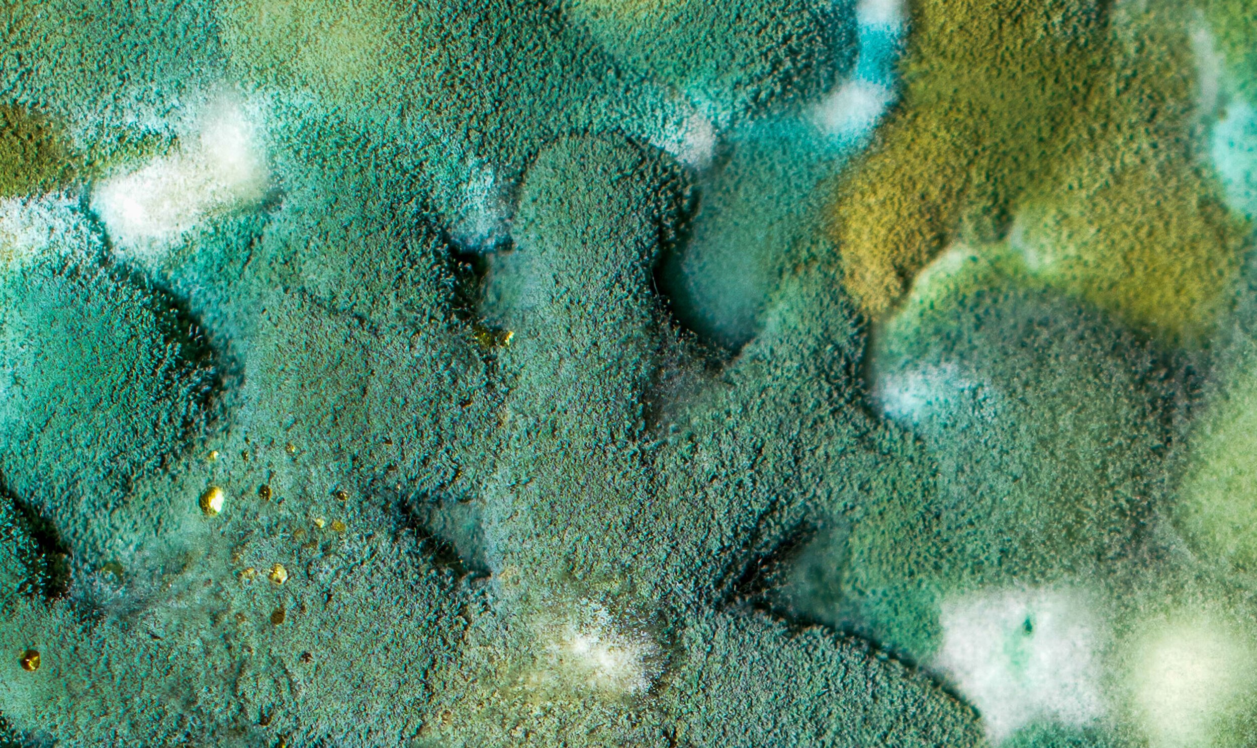 Close-up of mold or fungus with green and yellow textures and small gold specks.
