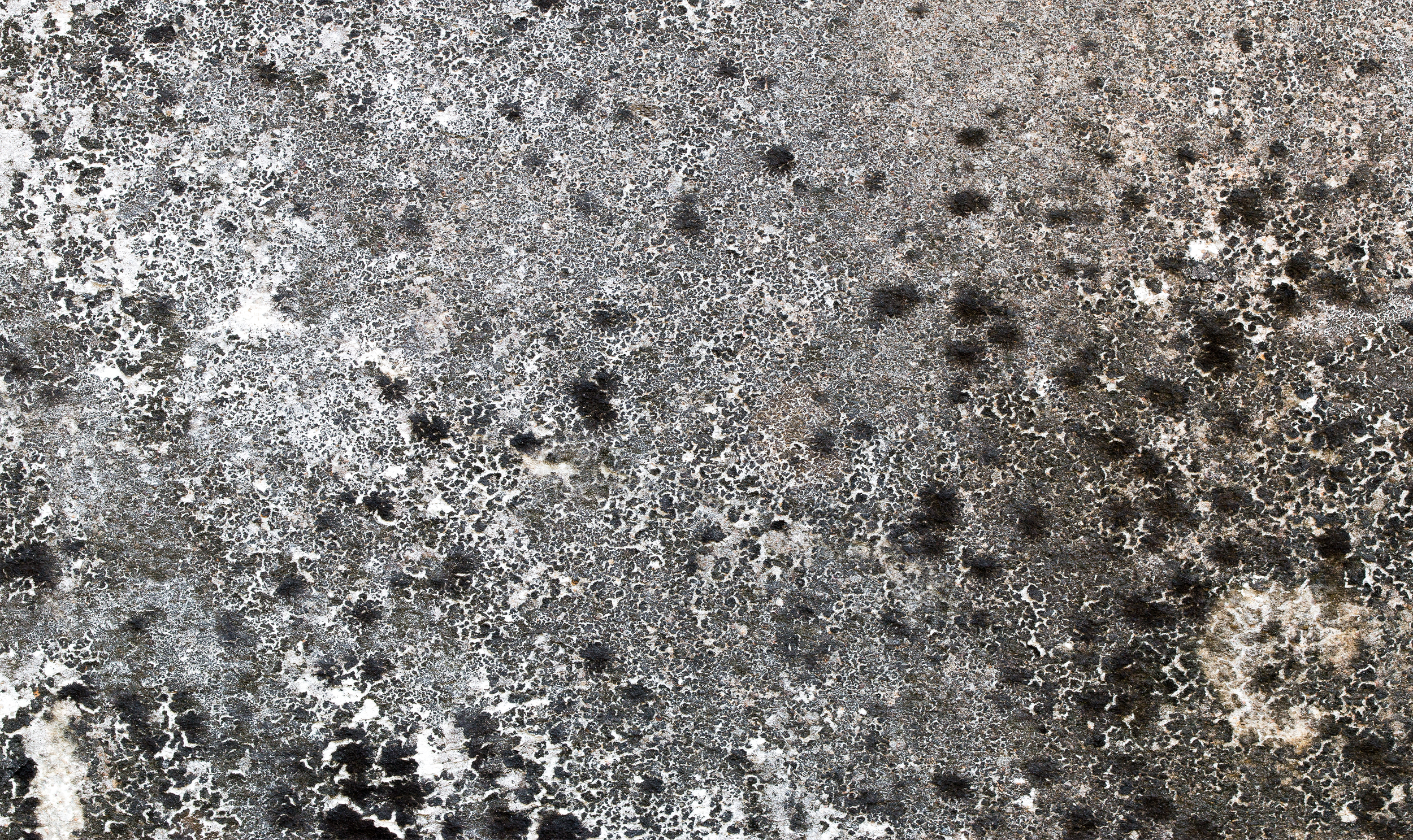 Close-up of a textured, weathered surface with gray, black, and white patches, possibly a rock or concrete.