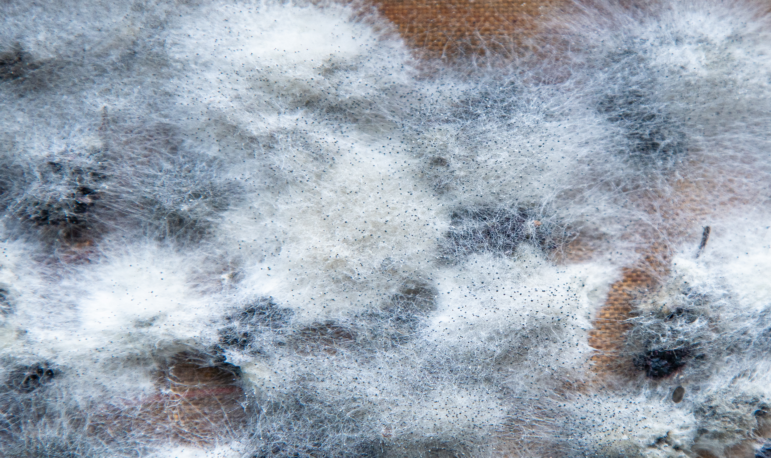 Close-up of mold or mildew growth on a surface, with fuzzy, web-like structures and small dark spores.