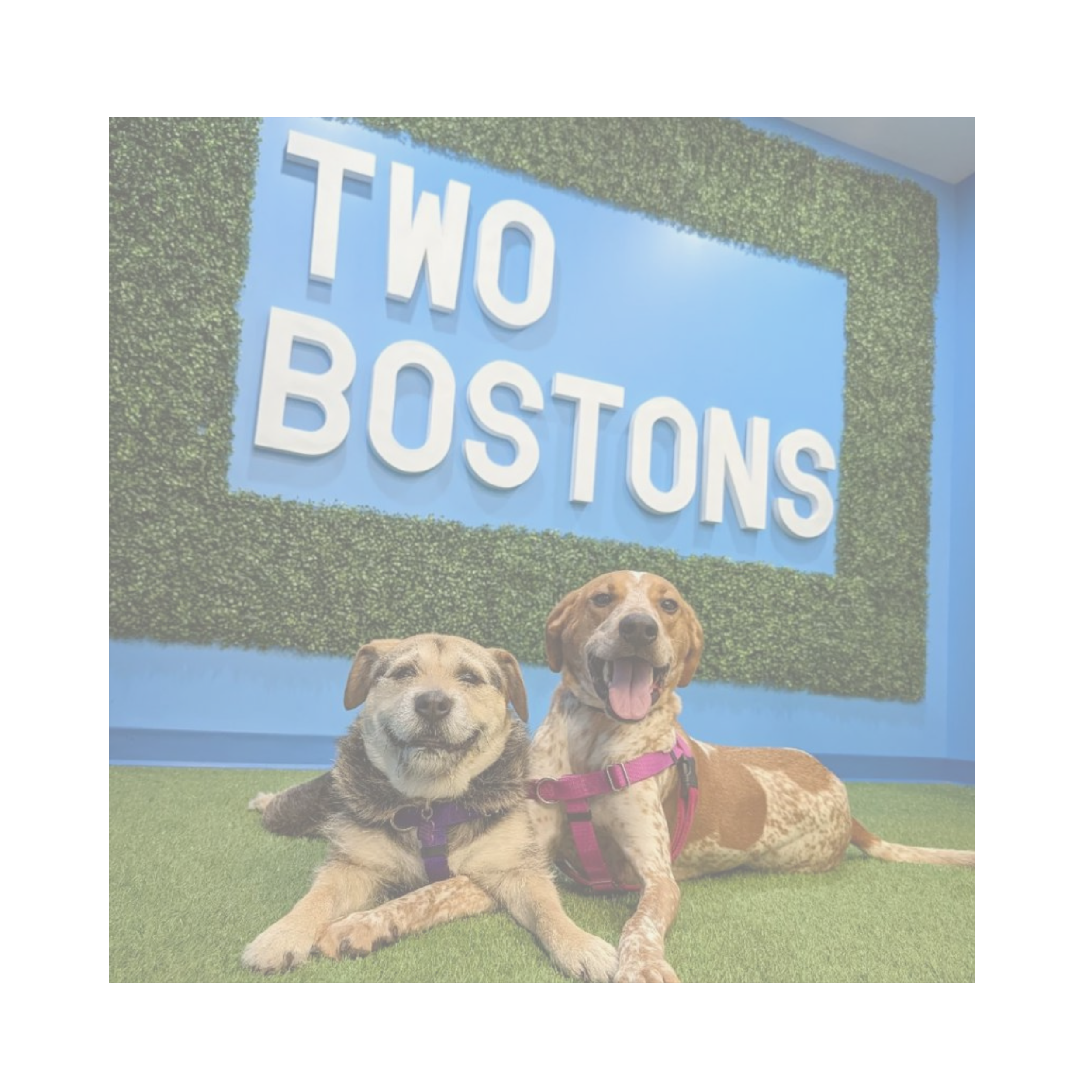 TWO BOSTONS