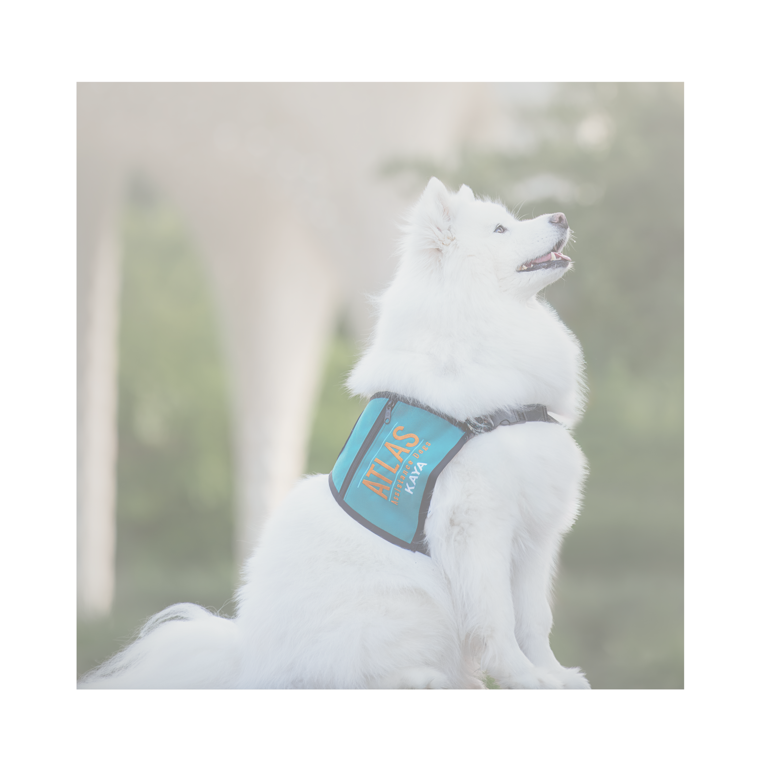 ATLAS ASSISTANCE DOGS