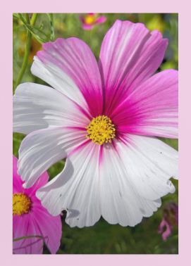 Two-Tone Cosmo Greeting Card