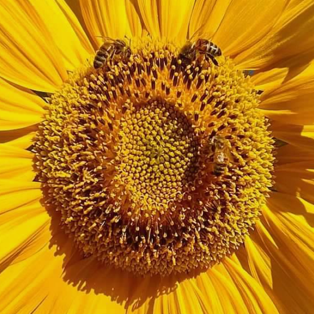 Screenshot 2026-03-26 4.45.49 PM.png