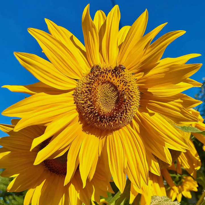 Honey Light - 12x12 Poster