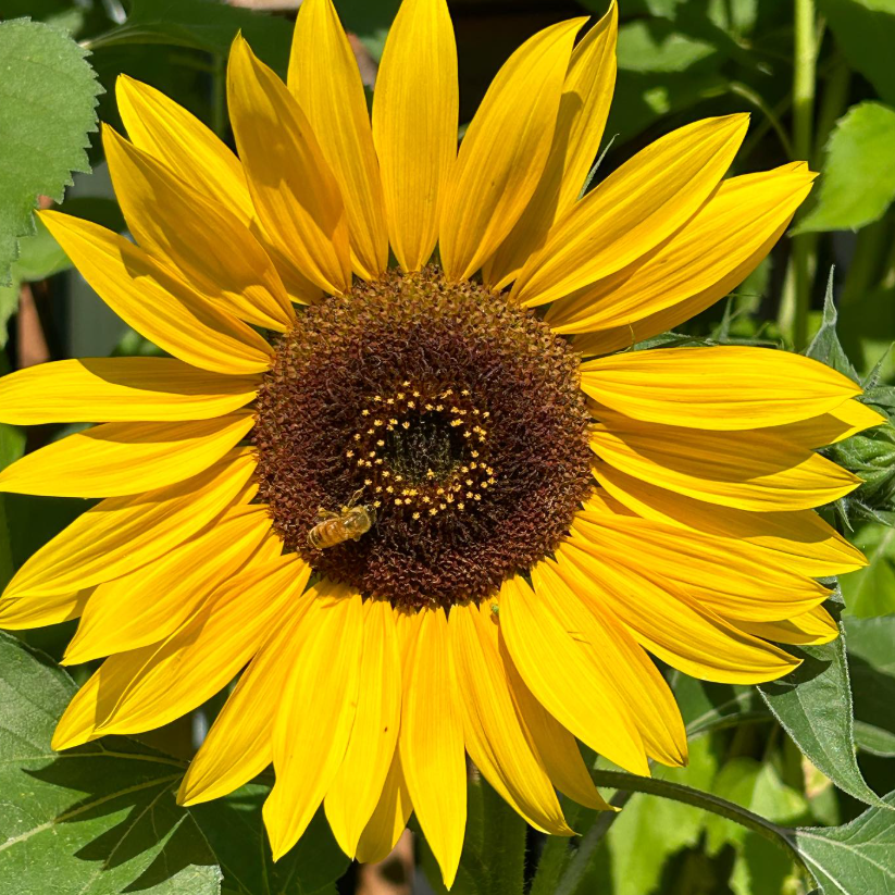 Sunflower + Honey Bee