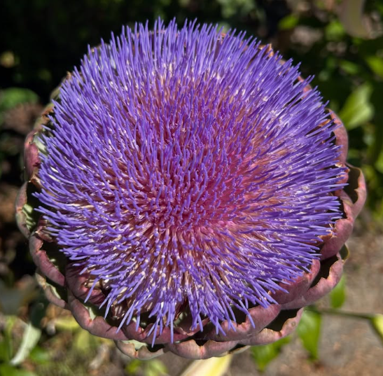Artichoke Bloom