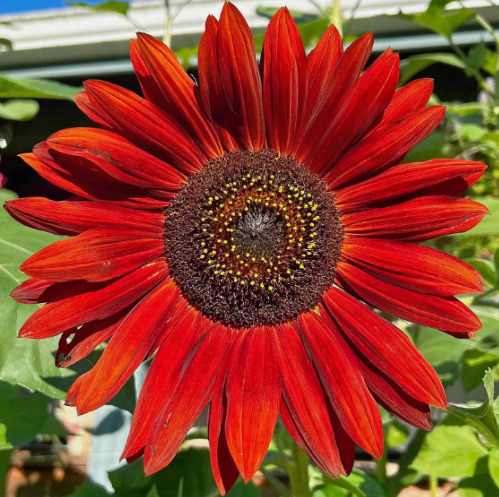 Crimson Sun - 12x12 Poster