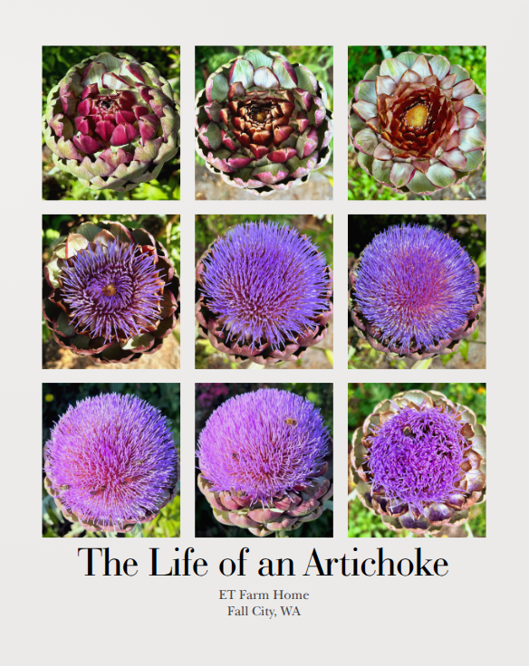 The Life of an Artichoke - 16x20 Poster