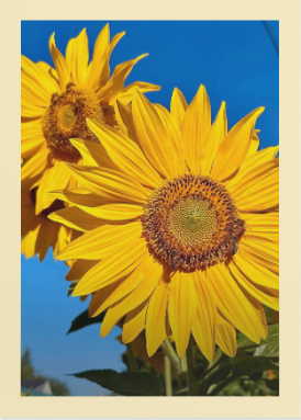 Honey Light Sunflower Greeting Card