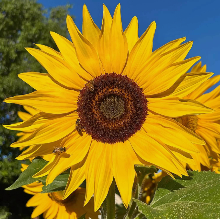 Golden Field Sunflower.png