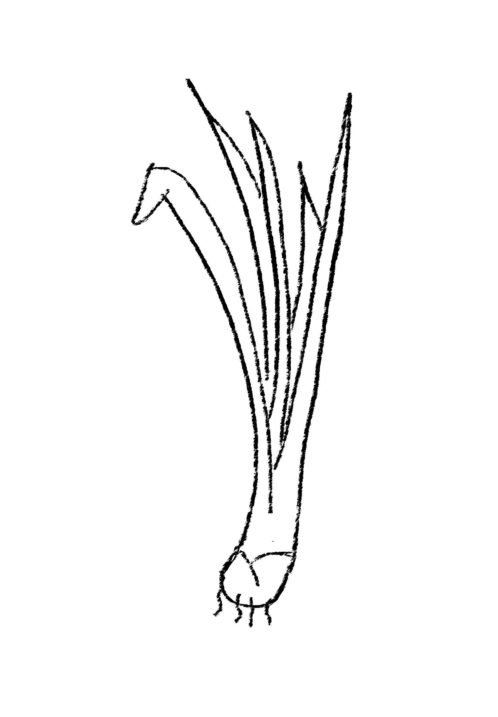 Lemongrass.png
