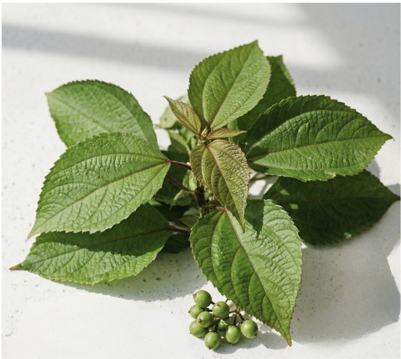 Māmaki is a Hawaiian antioxidant-rich botanical that soothes inflammation, calms sensitivity, and supports brighter, healthier-looking skin. 