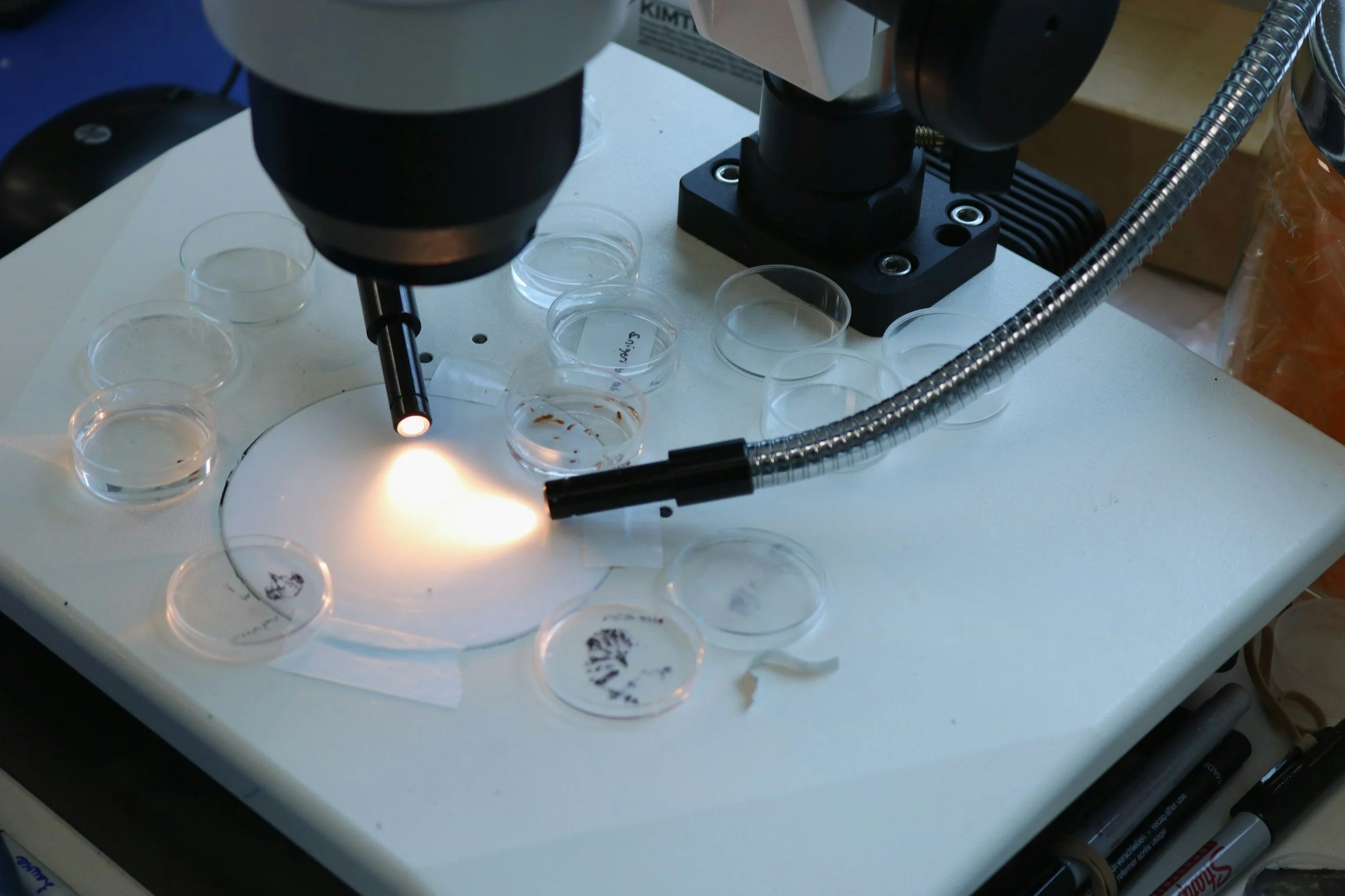 A laboratory setup with a microscope and petri dishes on a white work surface, illuminated by focused light.