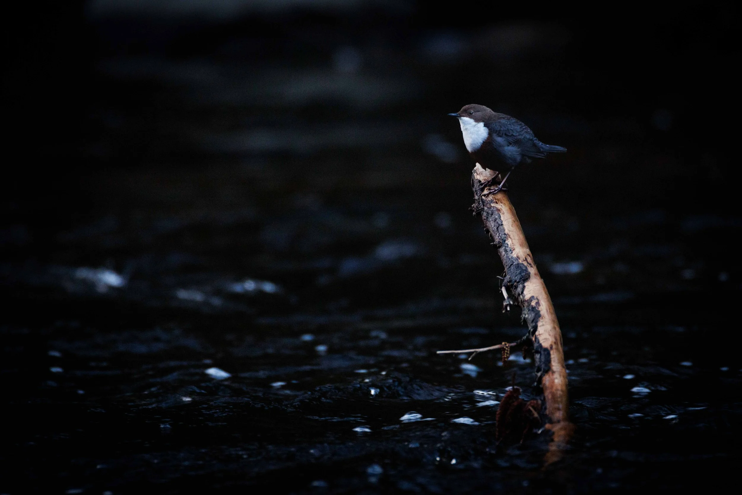 Wasseramsel Déjà Vu 