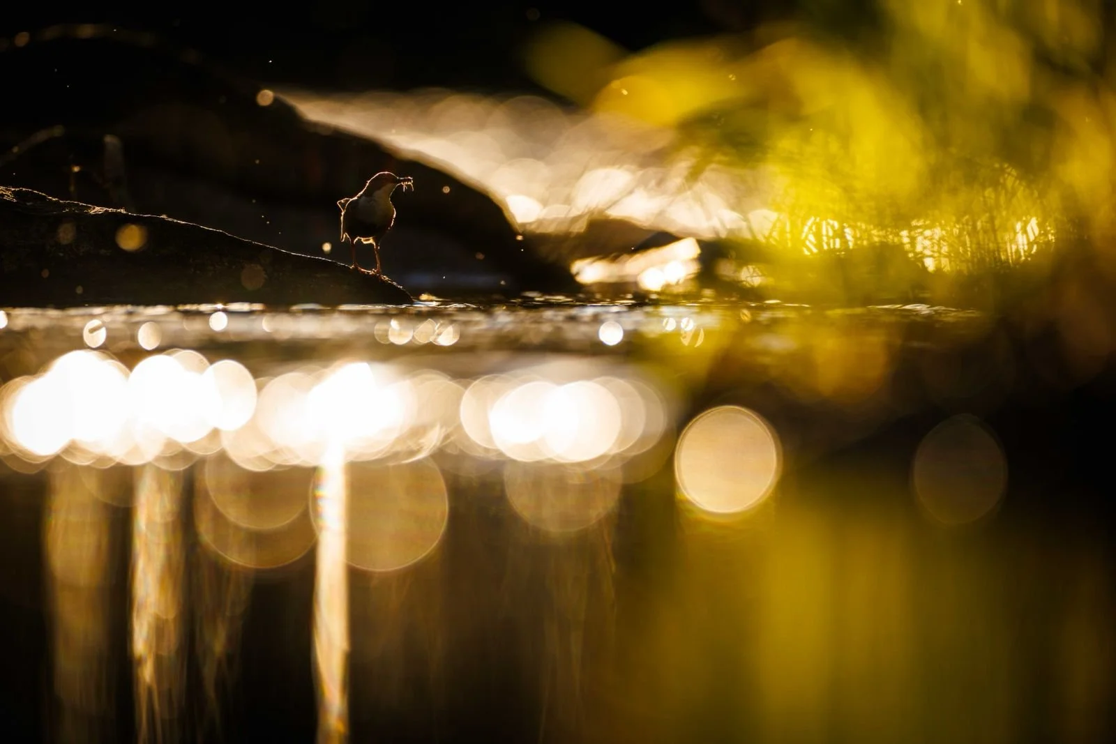 Ein Abend am Fluss (und der Sieg über das Gegenlicht)