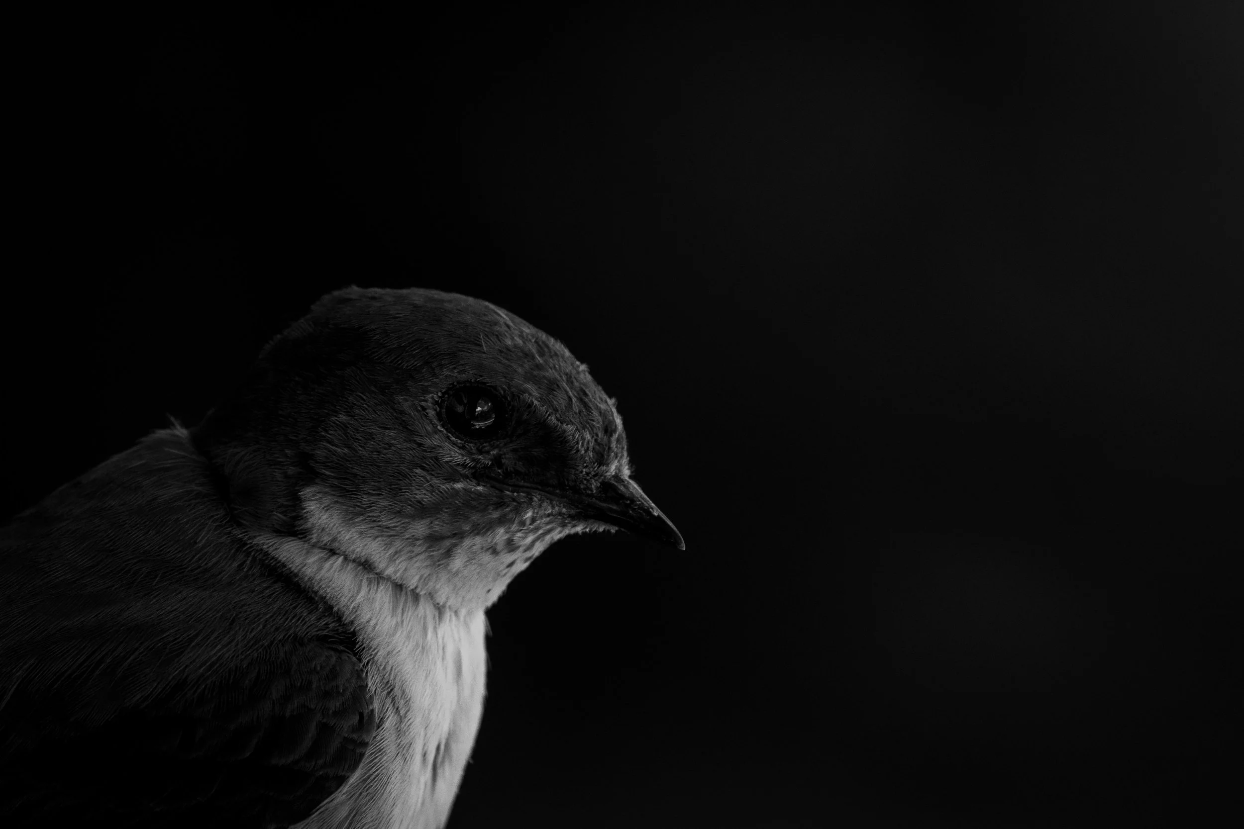 _66A2140.jpg