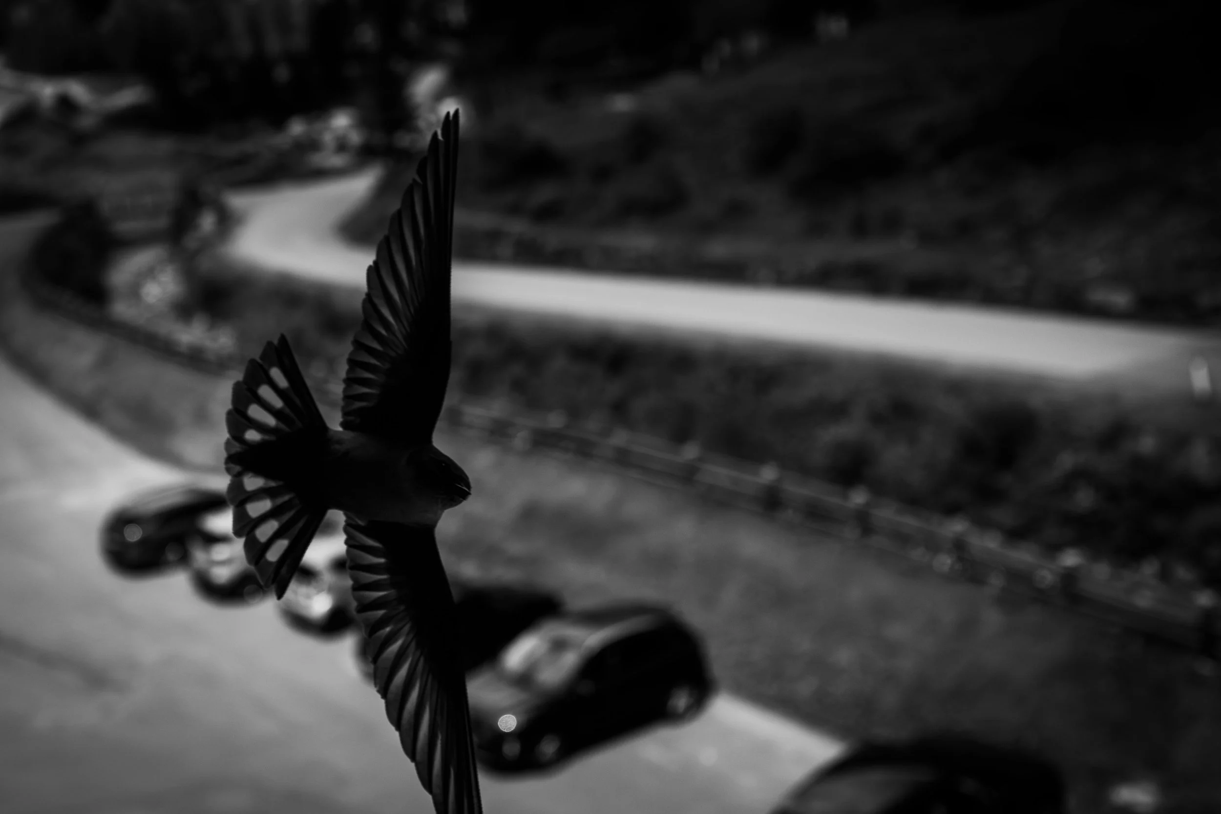 _66A0886.jpg