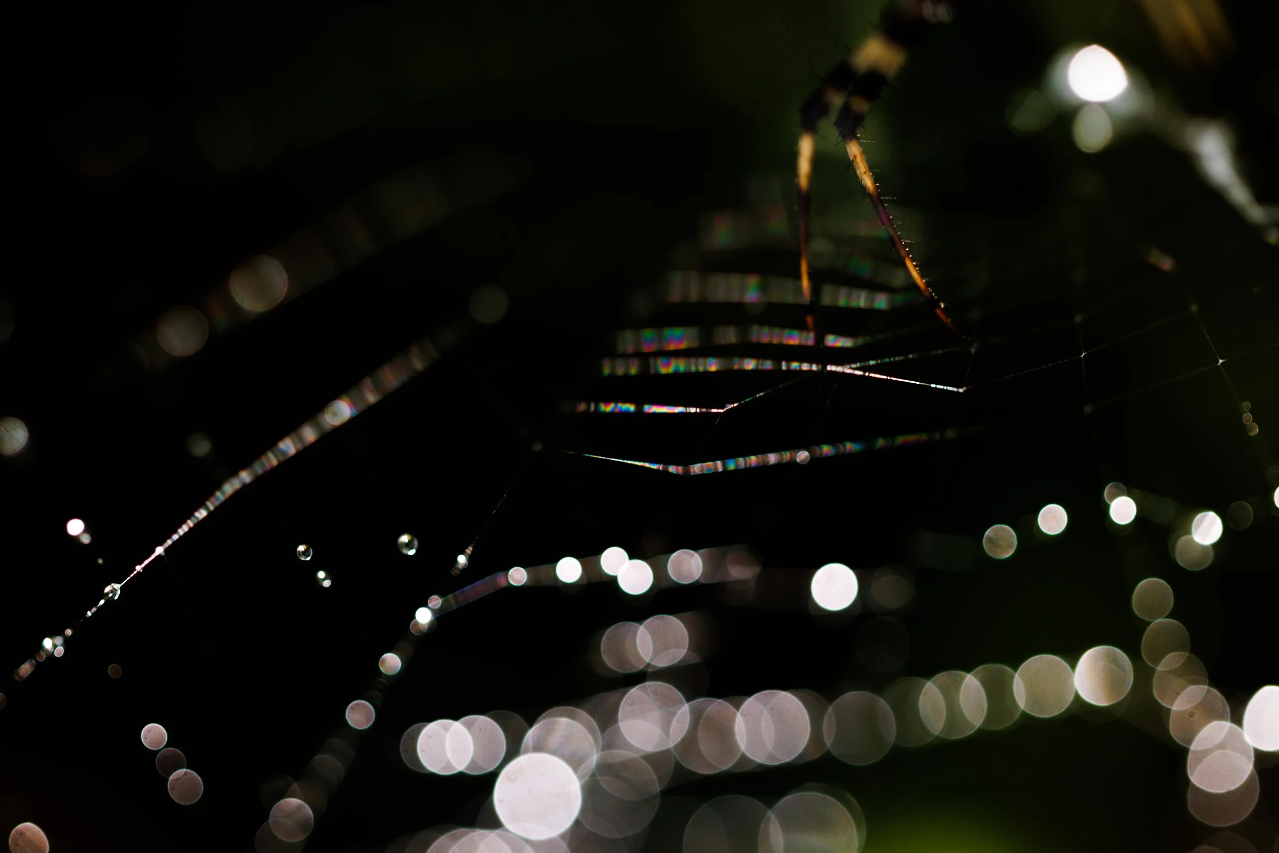 _14A0252.jpg