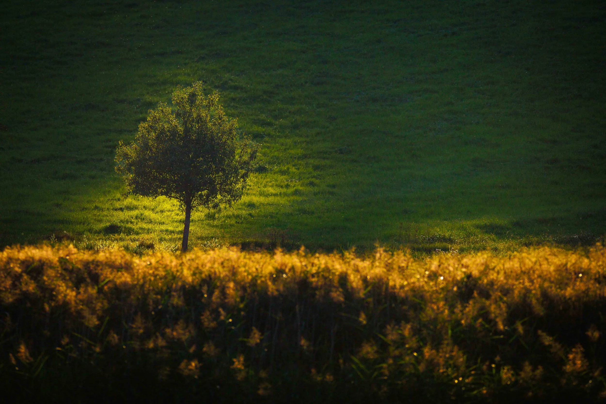 _14A3679.jpg
