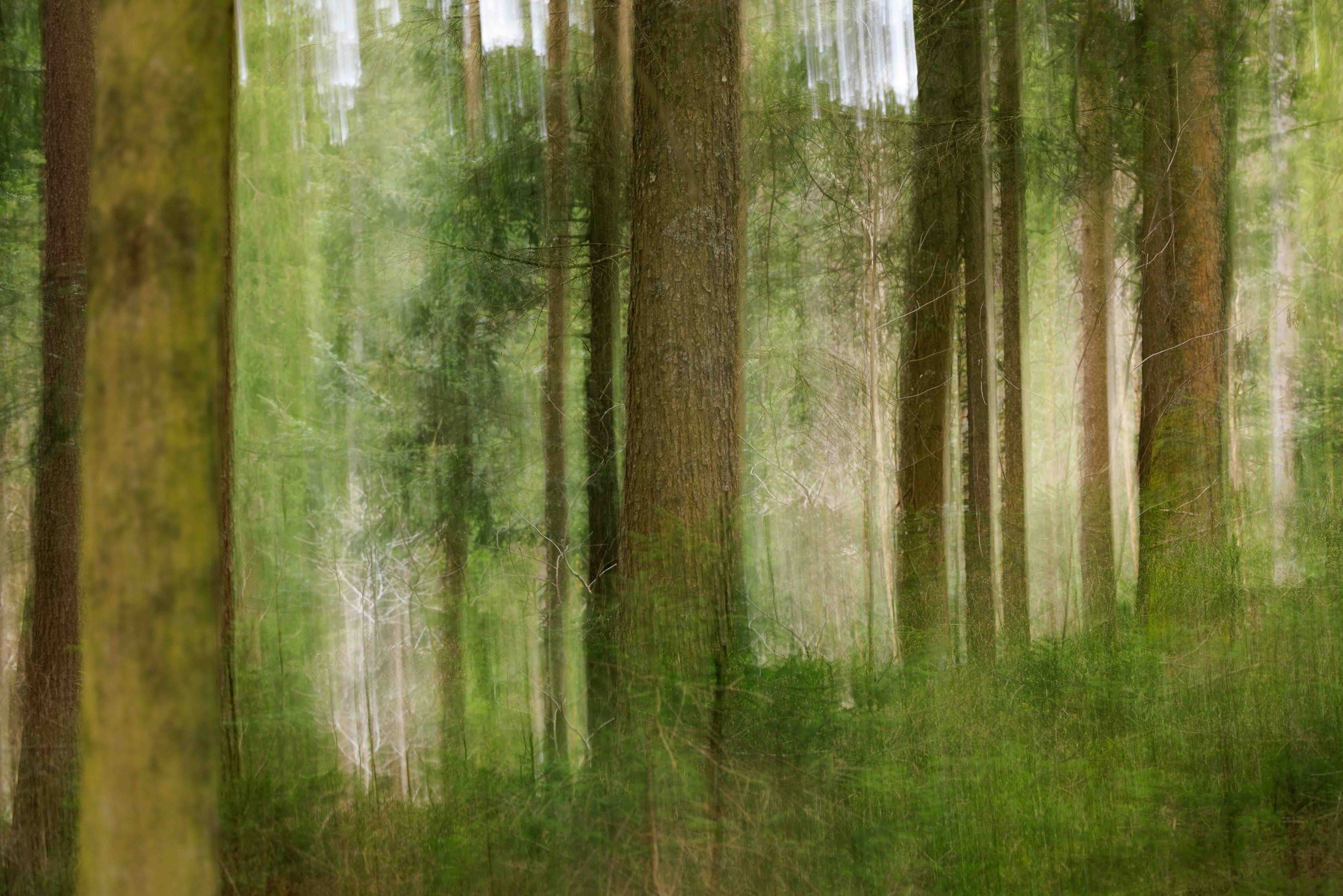 Ein Wald mit hohen Bäumen und grünem Laub, Blick durch Nebel oder feinen Regen