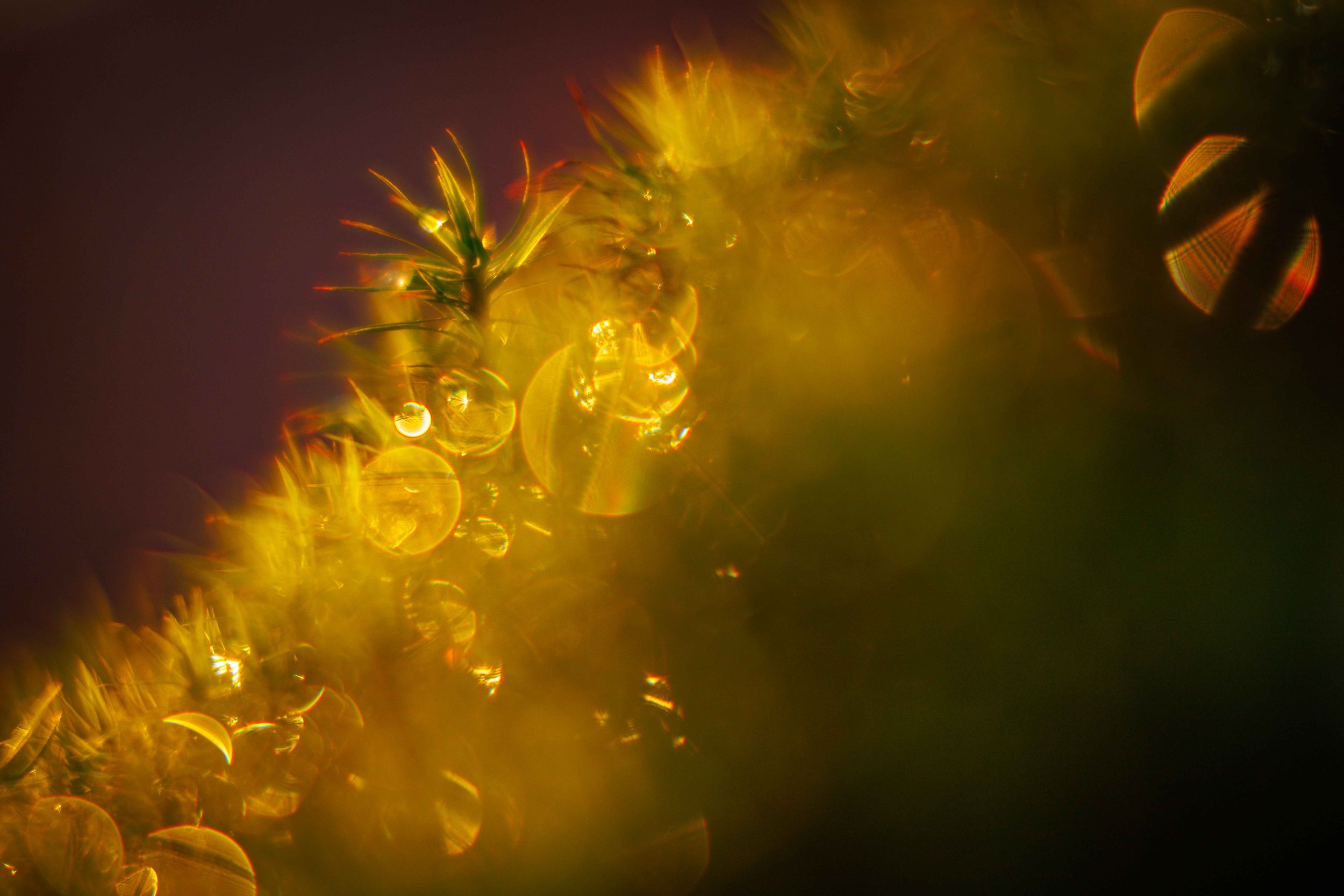 _14A0260.jpg