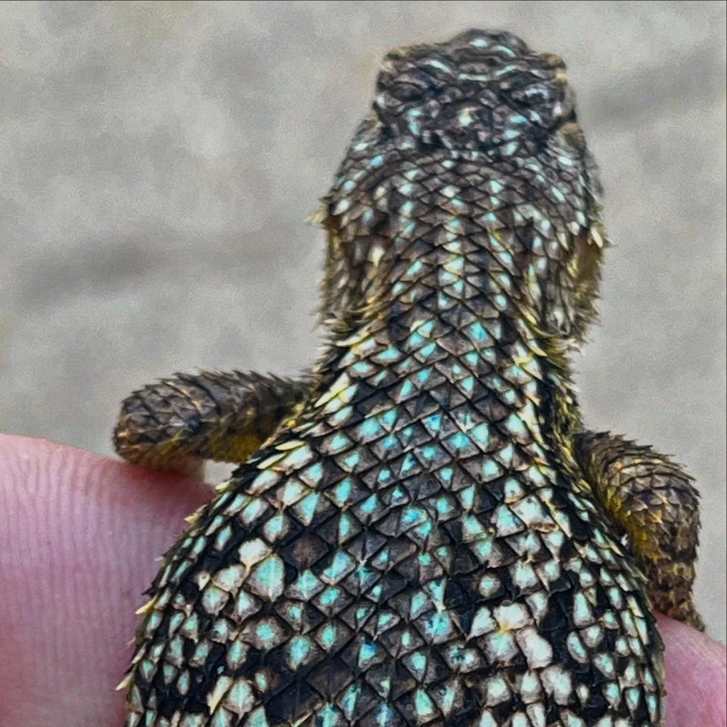This little fighter puffed itself up so fat, never seen a blue belly blow itself up like this one did. 

#trixiejonesdelvy brought this guy, she just drops the big ones and then yells - heeeeeyyyyyyyyy but it sounds like Muahhhhhhhhhh - #wheresthemea