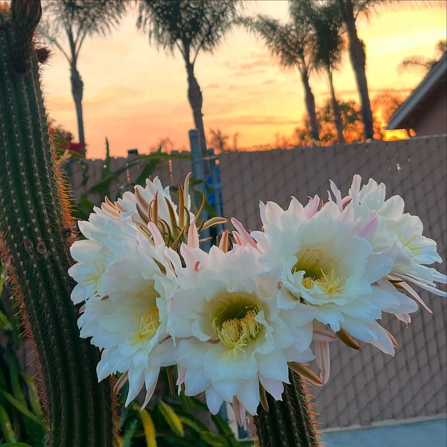 6 opened one evening around the crown. 

#cactusflower #cactusbloom #cactus #whiteflower #desertflower #desertflowersinbloom