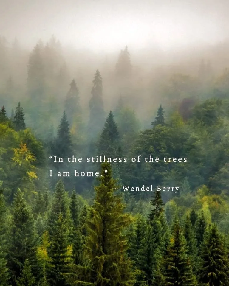 A foggy forest with tall evergreen trees and a quote by Wendel Berry about the stillness of trees.