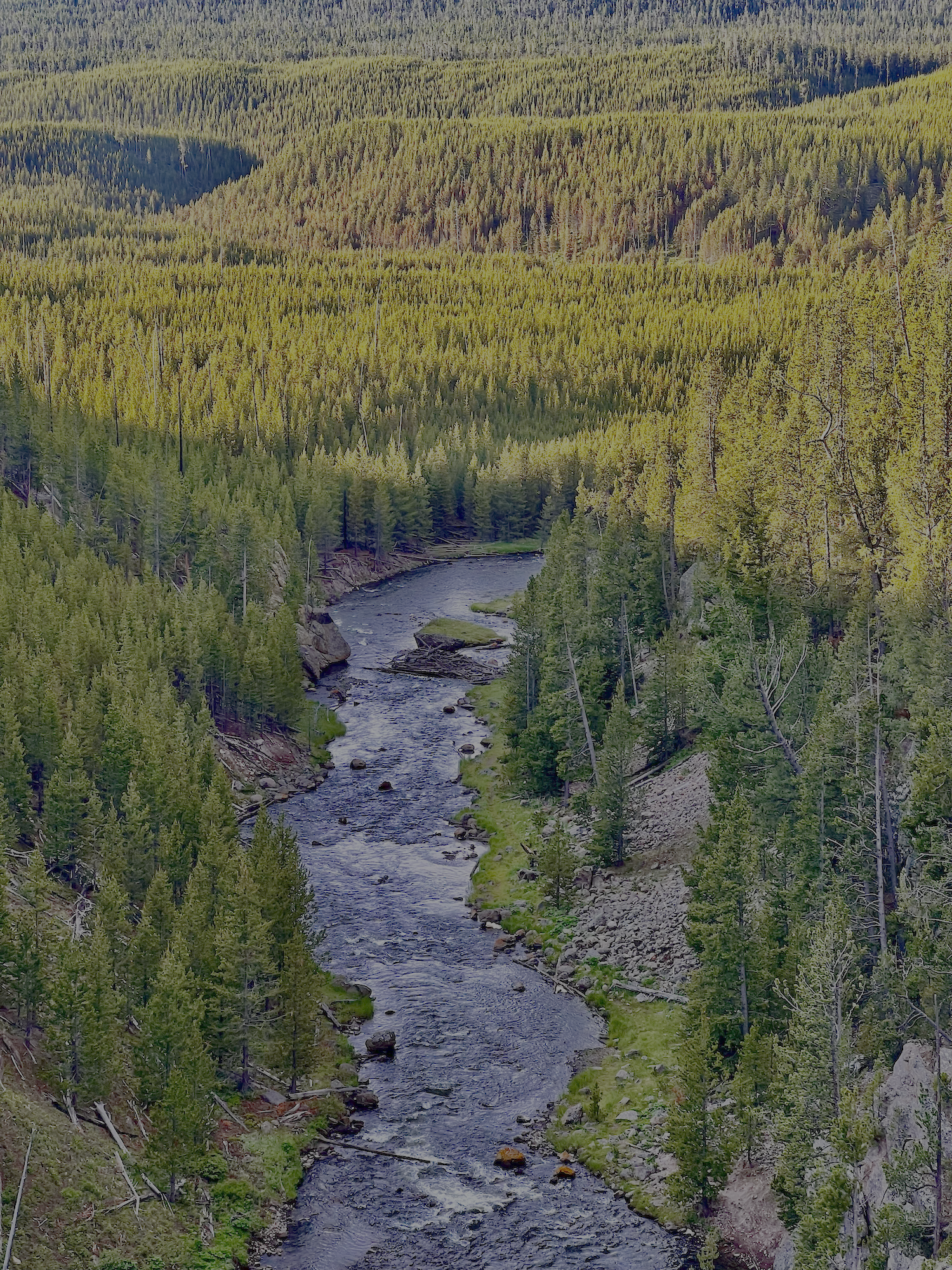 A winding river flowing through a dense forest of evergreen trees in a mountainous landscape with a yellow and green forested hillside in the background.