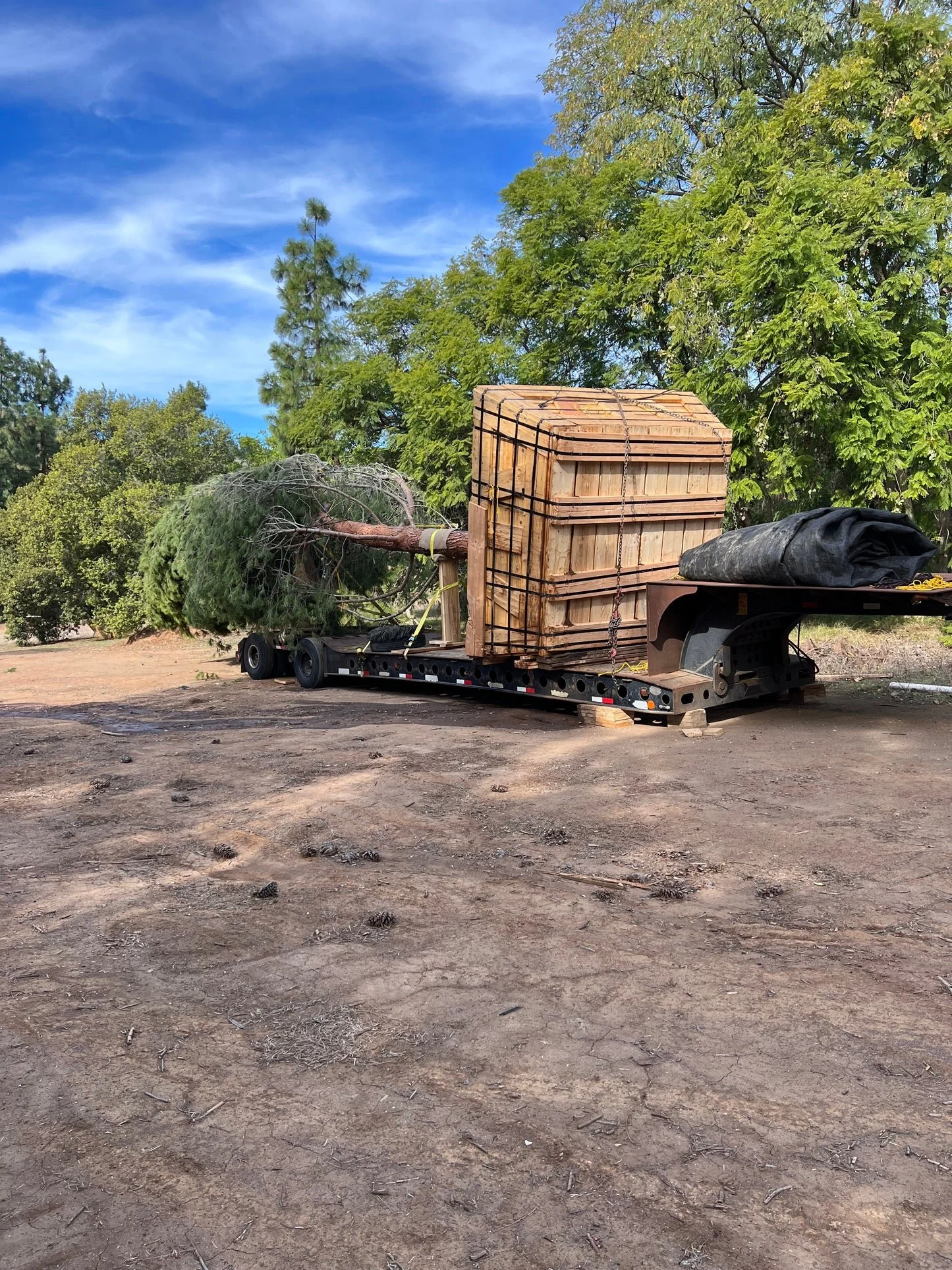 A flatbed trailer carrying a large uprooted tree and wooden crates, with some black tarp on the side, outdoors on dirt ground under a partly cloudy sky with green trees in the background.