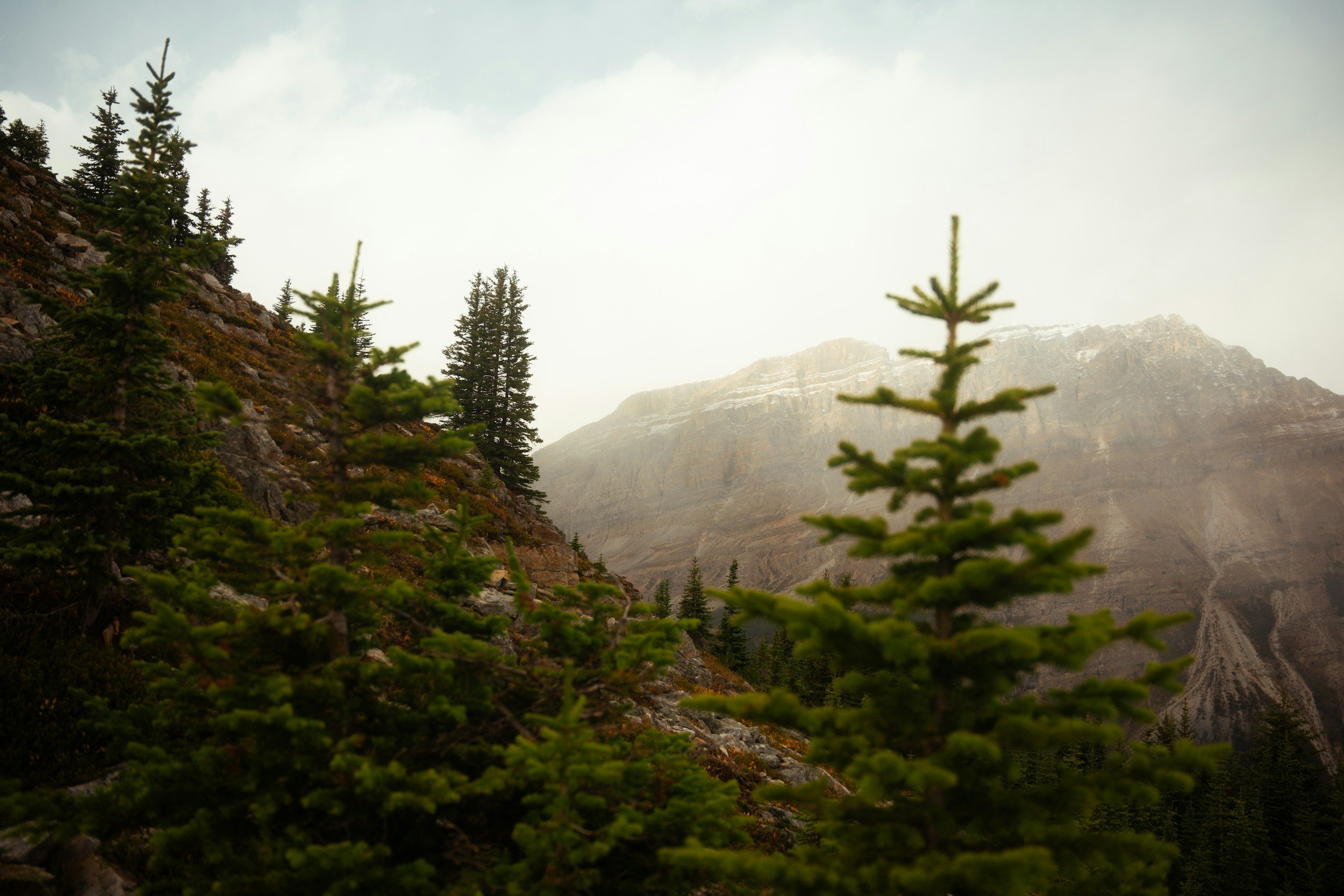 Forêt de conifères dans une montagne rocheuse avec un ciel nuageux.