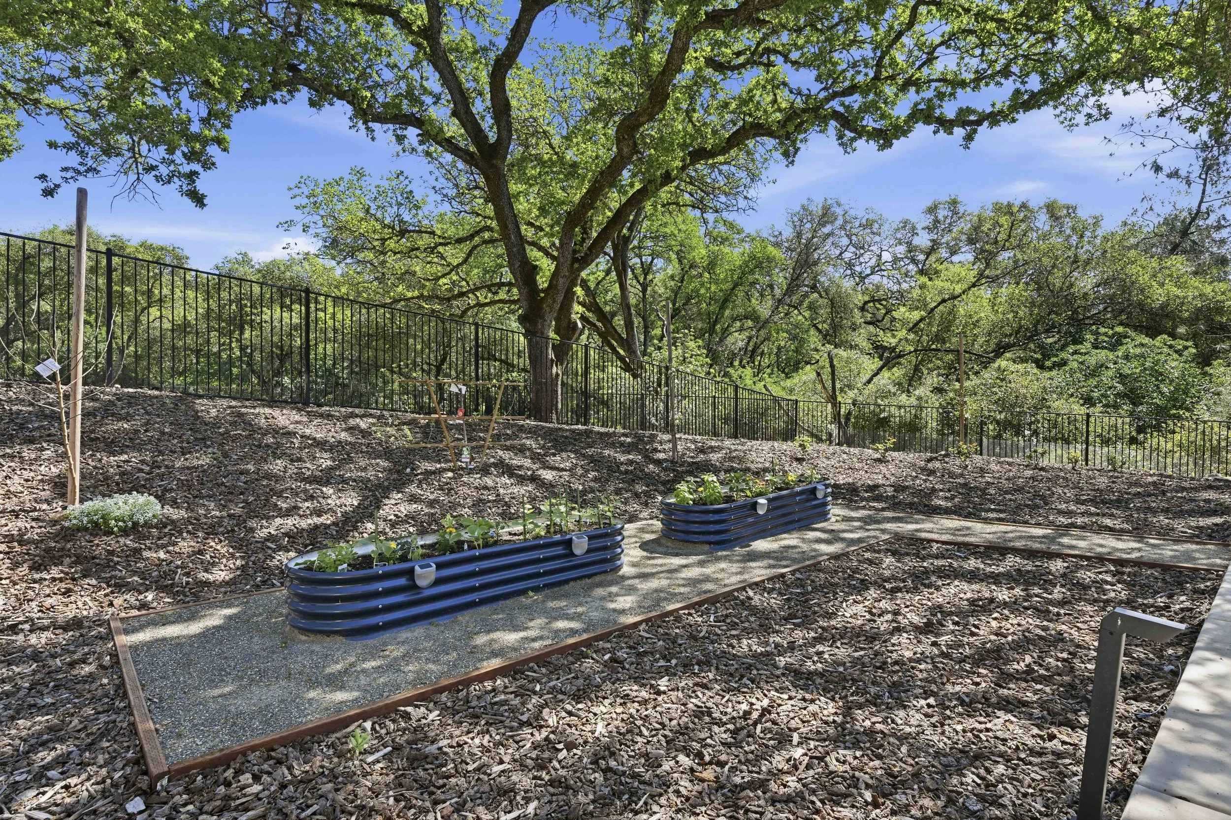 A garden with small plants growing in blue, rectangular raised beds, surrounded by wood chips and a metal fence with green trees and a blue sky in the background.