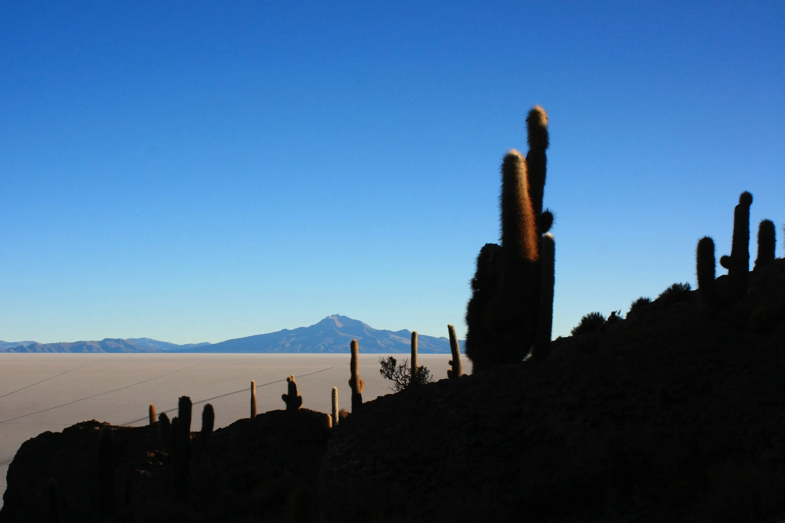Silhouettes of tall cacti on a hillside with a mountain range in the background under a clear blue sky.