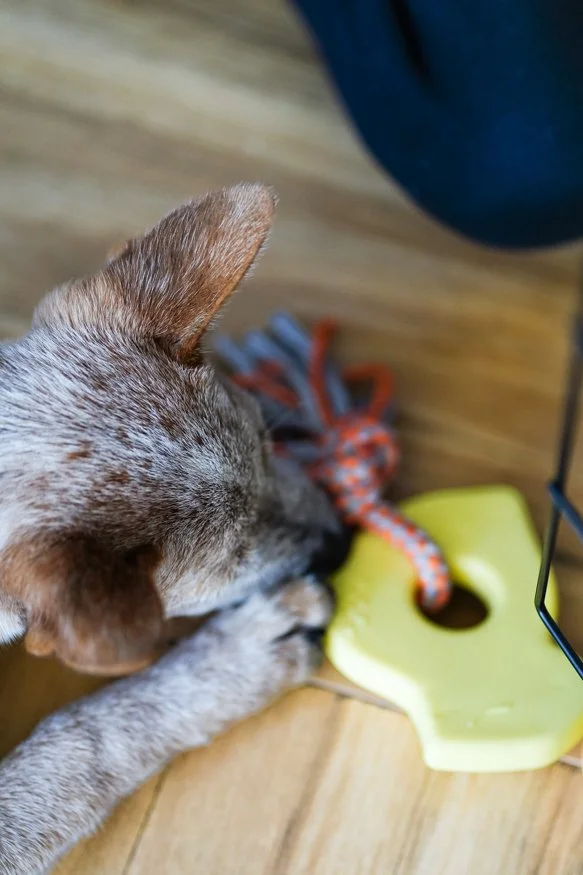 Zippy Paws ZippyTuff Teetherz Dog Toy for Puppies - Bridget the Bird-2.jpg