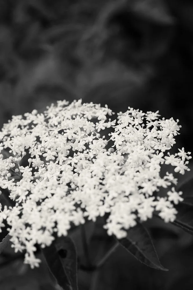 PETERCULTER-ABERDEEN-SCOTLAND-STUDIOKOKE-23.jpg