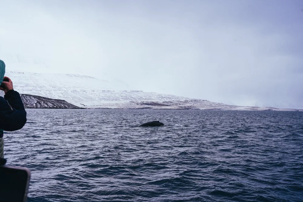 iceland-studio-koke-travel-3.jpg
