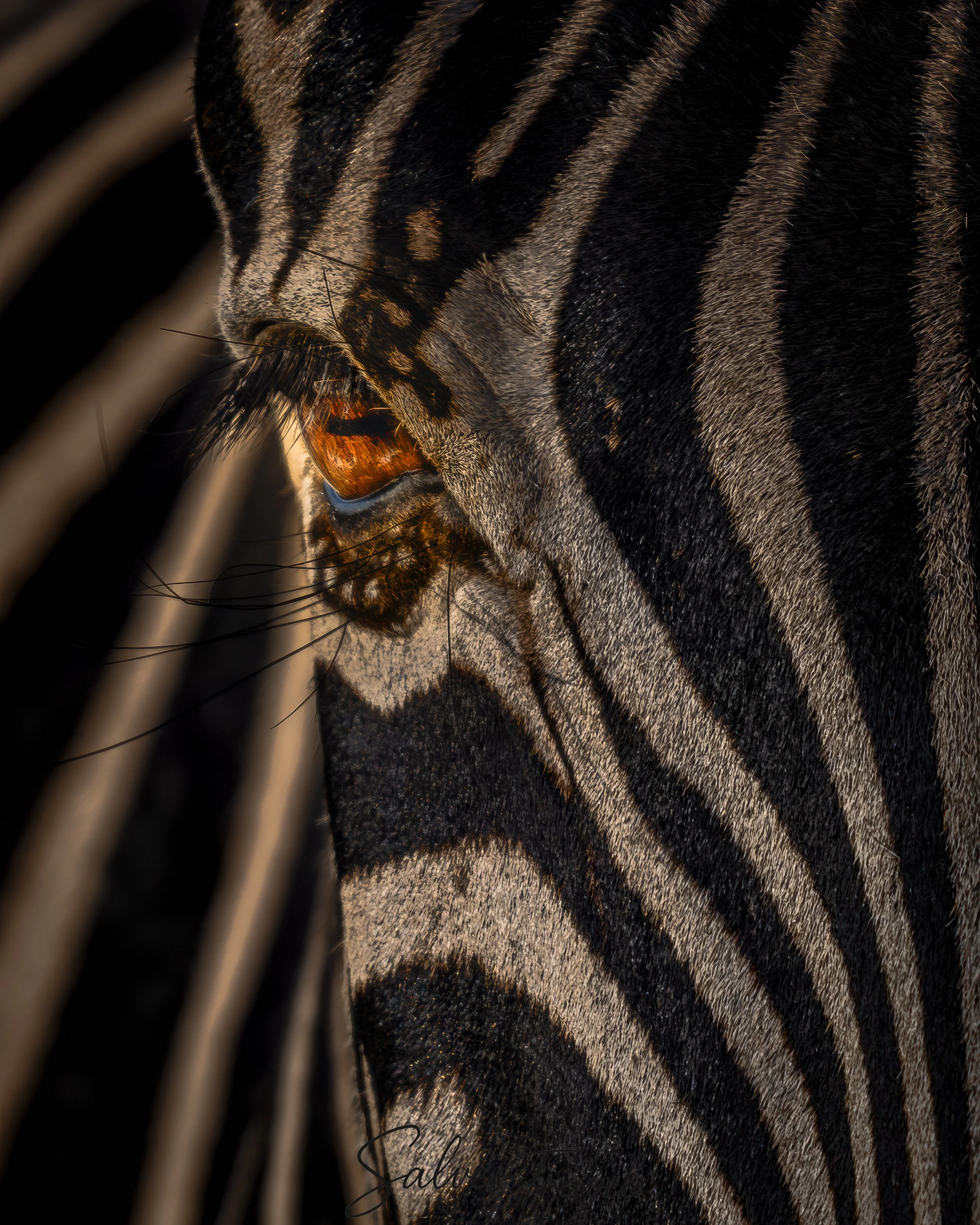Dettaglio di una zebra con strisce bianche e nere, vista ravvicinata con il muso e alcune ciocche di pelo.