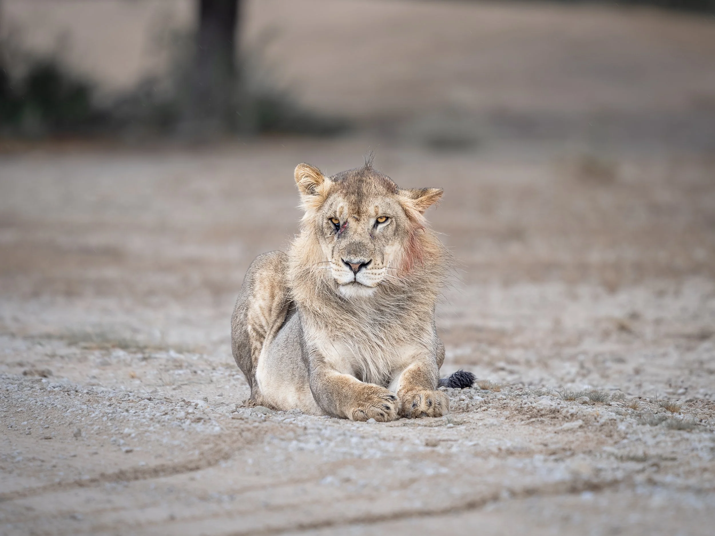 Un leone sdraiato sulla terra con uno sguardo intenso, con il volto leggermente sporco e con ferite visibili intorno all'occhio destro.
