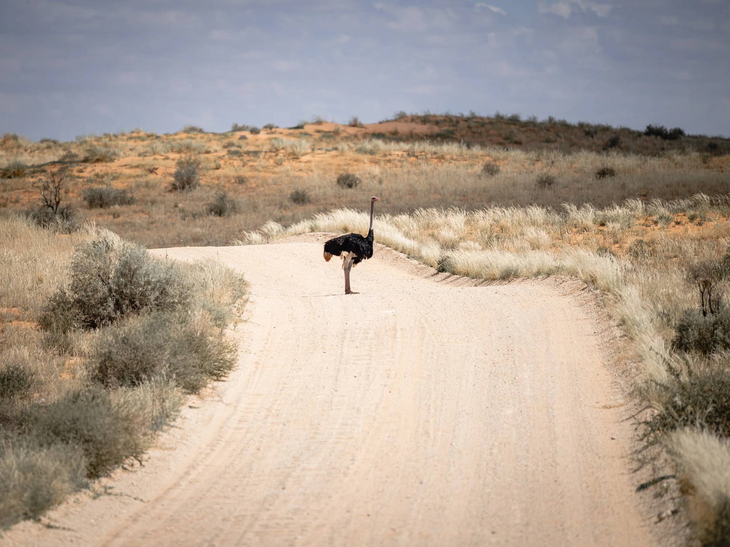 Un fenicottero nero si trova su una strada sterrata nel deserto, con arbusti e rocce su entrambi i lati e un cielo nuvoloso sopra