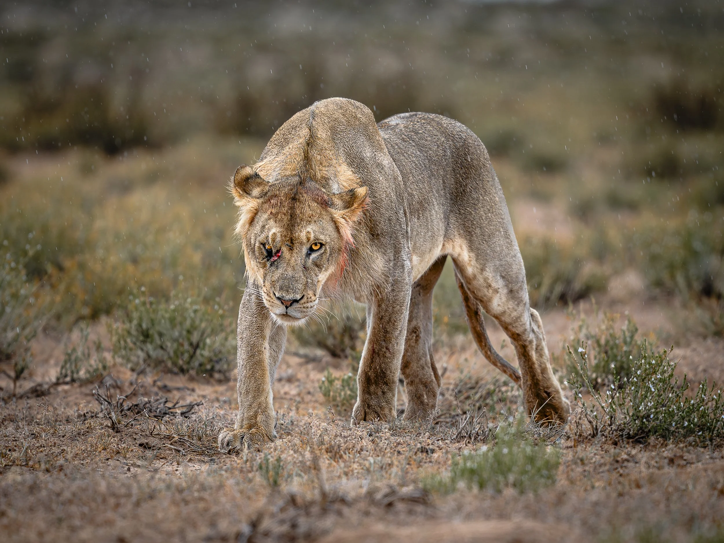 Un leone in un ambiente di savana durante una giornata di pioggia, con erba secca e terreno bagnato.
